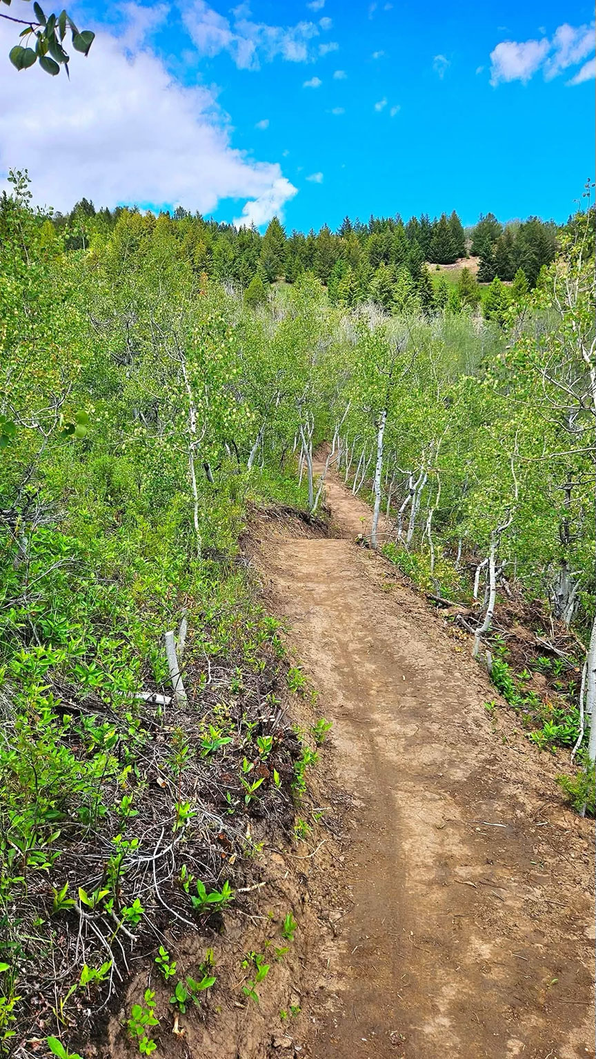 CopperLink_Aspens_EmAdams
